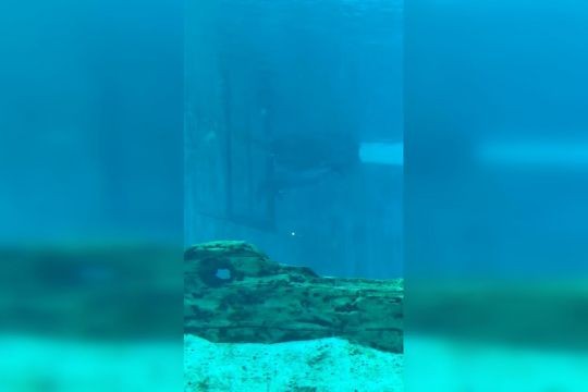 Video of dolphin ramming head repeatedly against tank wall purportedly taken at S.E.A. Aquarium in 2018