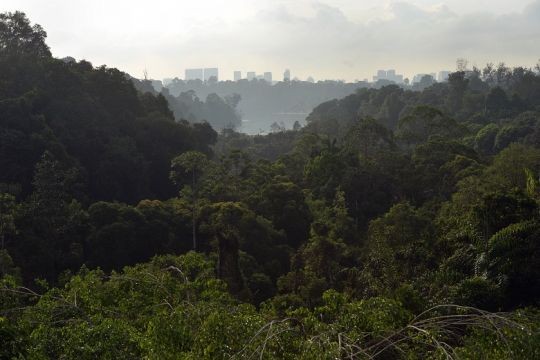Cross Island MRT Line to run directly under Central Catchment Nature Reserve