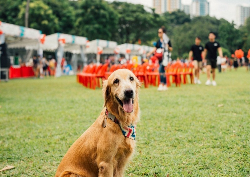 5 pet-friendly condos in Singapore for under $1.5m (Q3 2020)