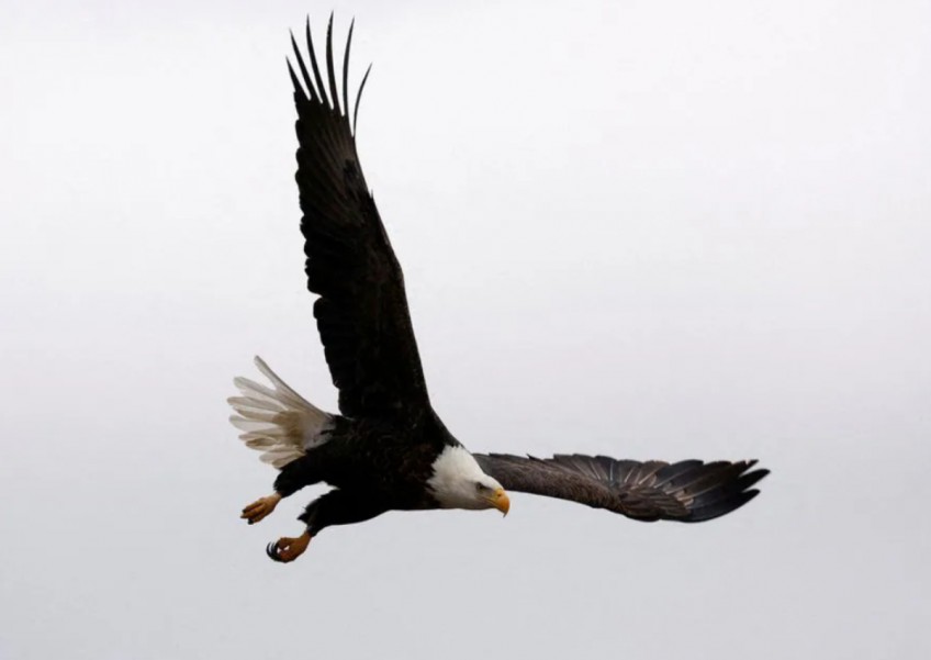 Montana grand jury indicts 2 men for allegedly killing bald eagles