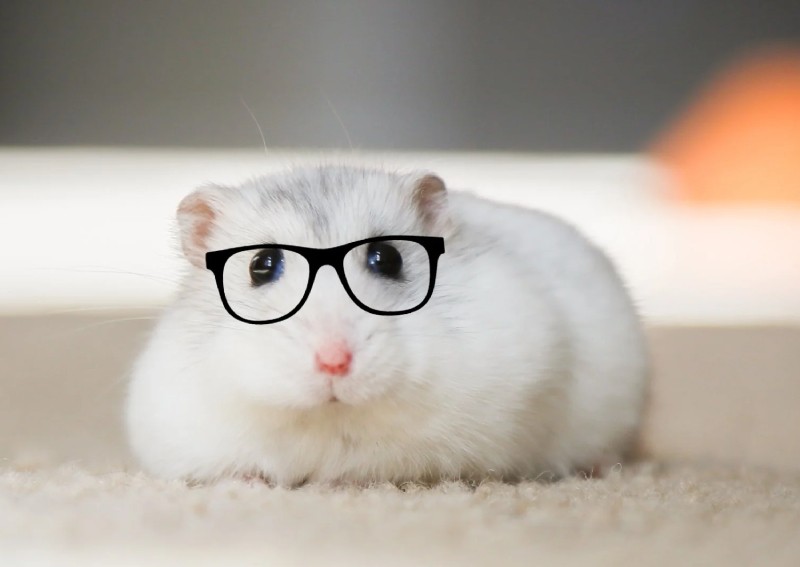 Hamsters are short-sighted, fish have emotions and other cool pet trivia