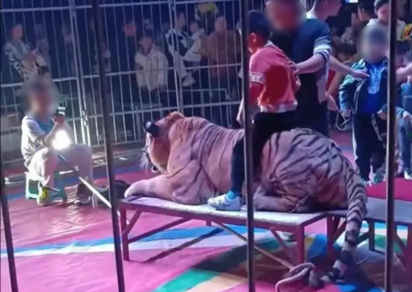 'Not a toy': China circus facing legal action after tying down tiger for children to take photos