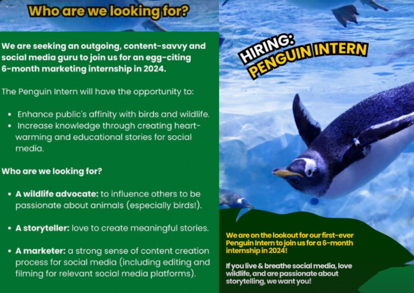 Got what it takes to wing it? Mandai Wildlife Reserve seeks unique 'penguin intern'