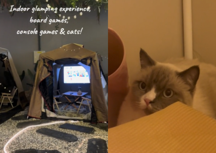 Glamping-themed cafe opens in Orchard with cute cats to pet and over 70 games to play