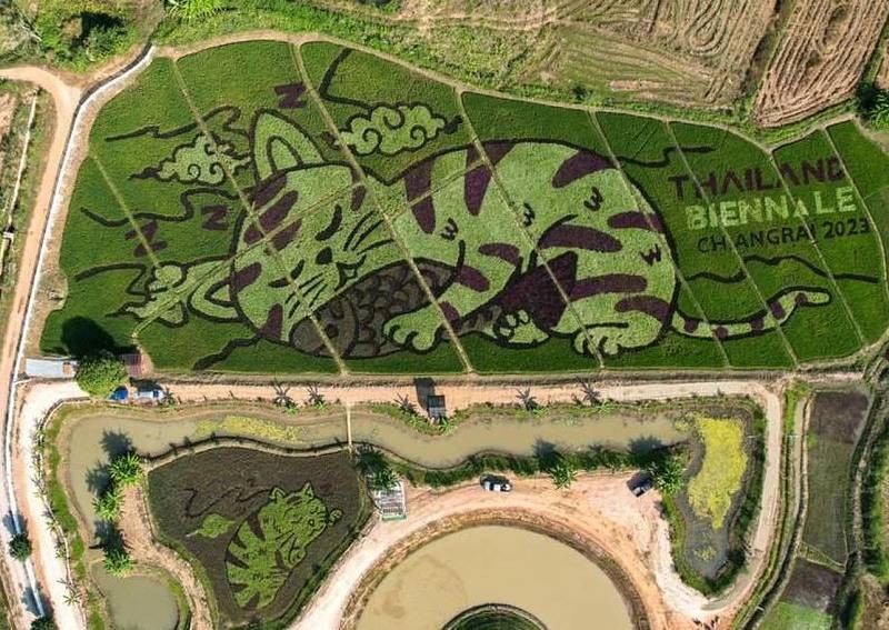 Thai rice farmer makes art with plantings that depict cats