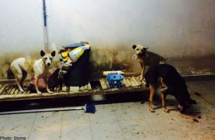 Vet turned house into shelter for dogs and abandoned them