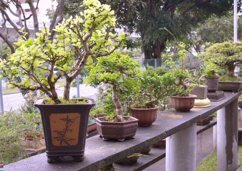 Man who stole nine bonsai plants worth $12,400 in Jurong jailed for 12 months