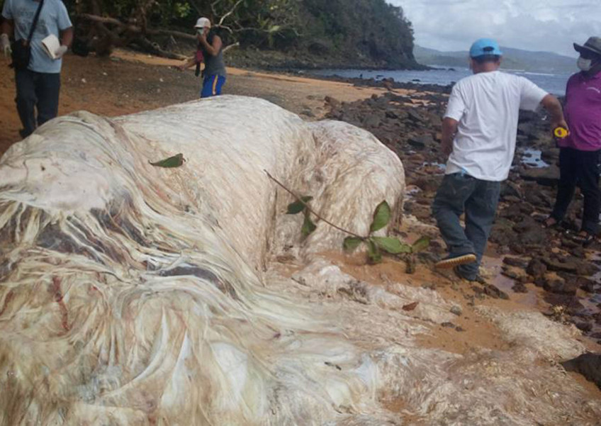 Mysterious hairy-looking creature washes up in the Philippines
