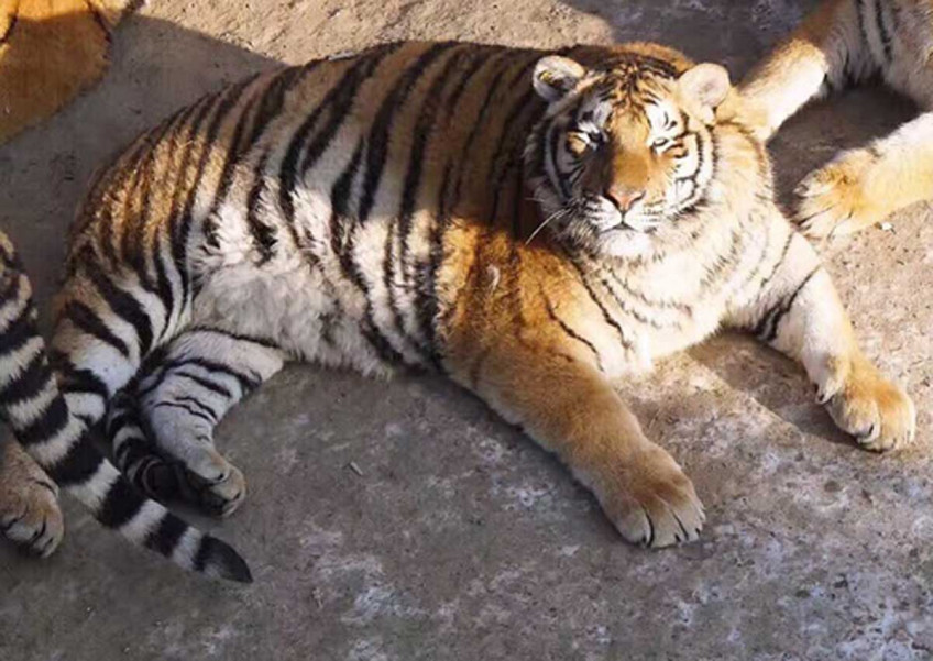 Too much festive feasting for tigers in Chinese zoo?