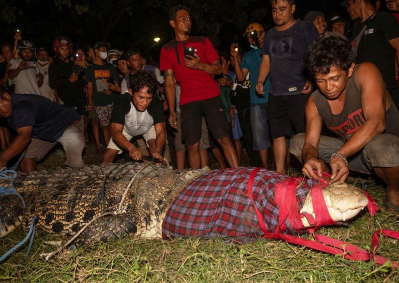 Indonesia's tyre-bound crocodile finally freed after 6 years