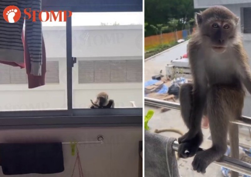 'They took our food and pooped in the house': Punggol resident feels 'unsafe' after monkeys open windows and enter home