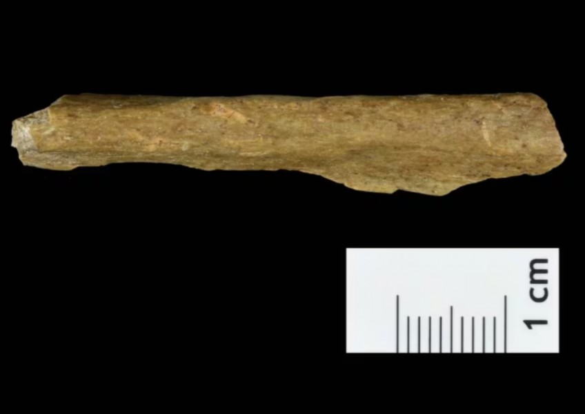 Bones from German cave rewrite early history of Homo sapiens in Europe
