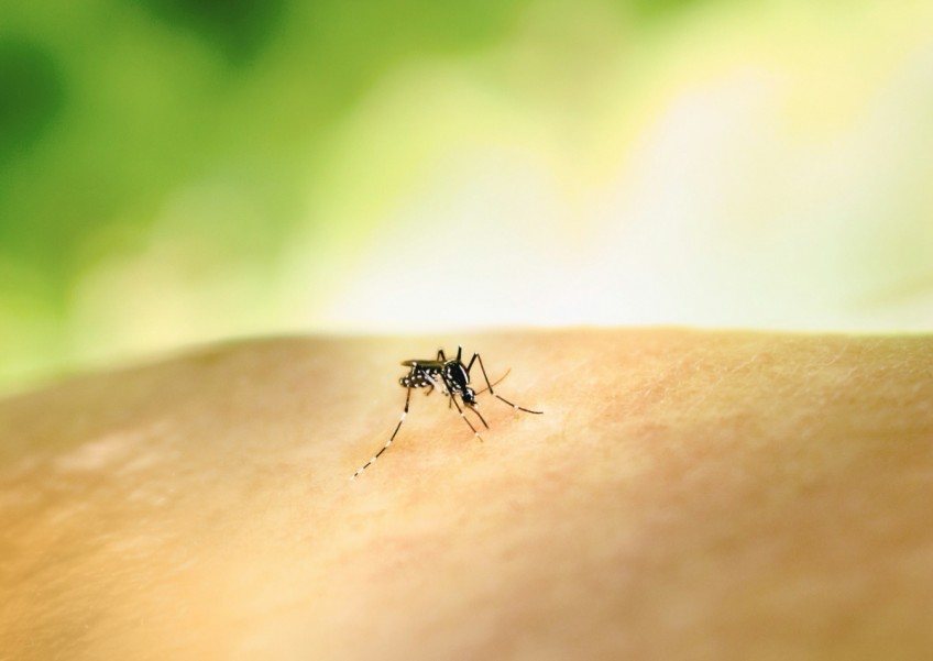 Stay vigilant and ward off Zika with a savvy 'S-A-W' strategy