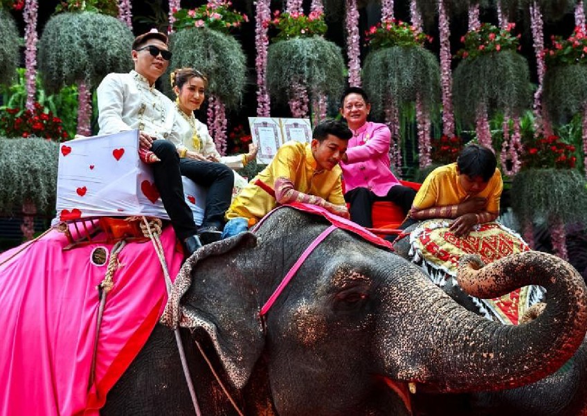Better than roses: Thai couples marry on elephants for Valentine's Day