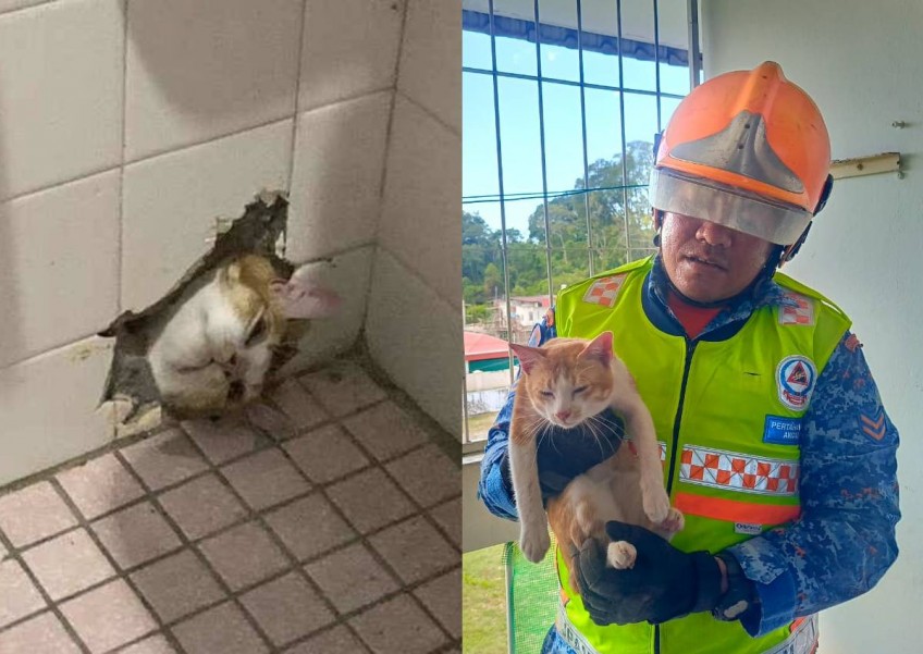 A cat-astrophe: Feline in Malaysia rescued after getting head stuck in wall