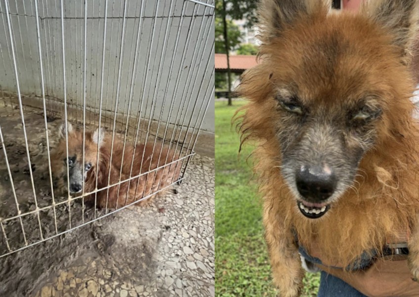Dog left in enclosure, lived in faeces for 5 years after owner died
