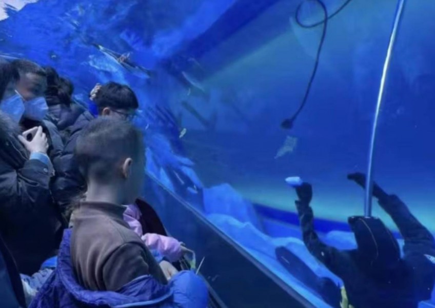 Diver dies in China aquarium after onlookers 'thought it was a dummy'