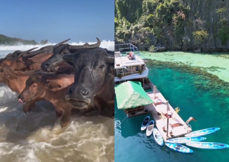 Water buffaloes in Sentosa? TikTok account's depiction of 'most beautiful places in Singapore' draws confusion
