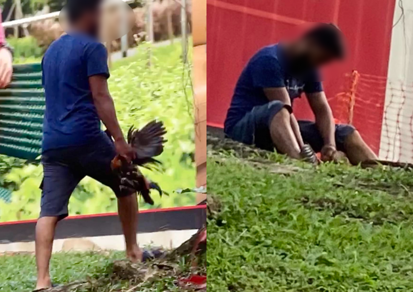 Man allegedly captures and kills free-roaming chicken at Pasir Ris Park, NParks investigating