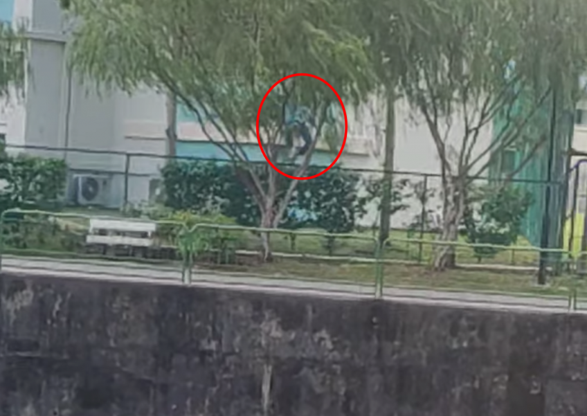 Playing hooky? Students spotted leaping from second storey of secondary school in Jurong