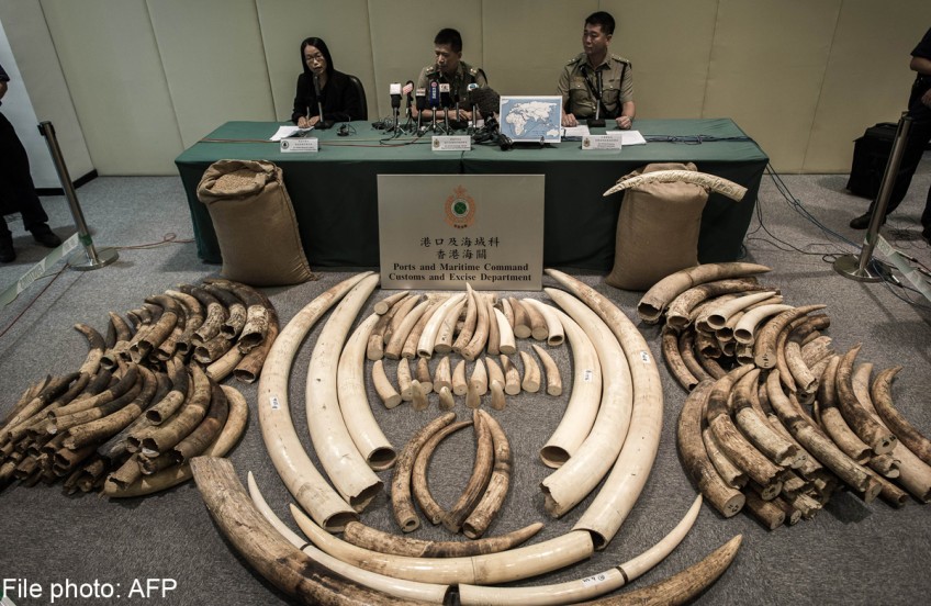 Hong Kong to burn one of Asia's major stockpiles of ivory