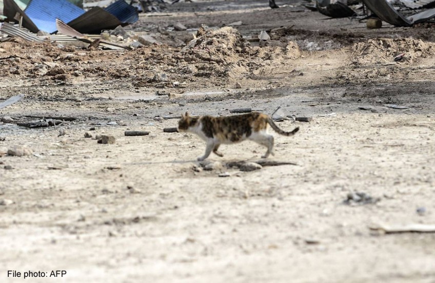 Thousands of seized cats feared buried alive in Vietnam