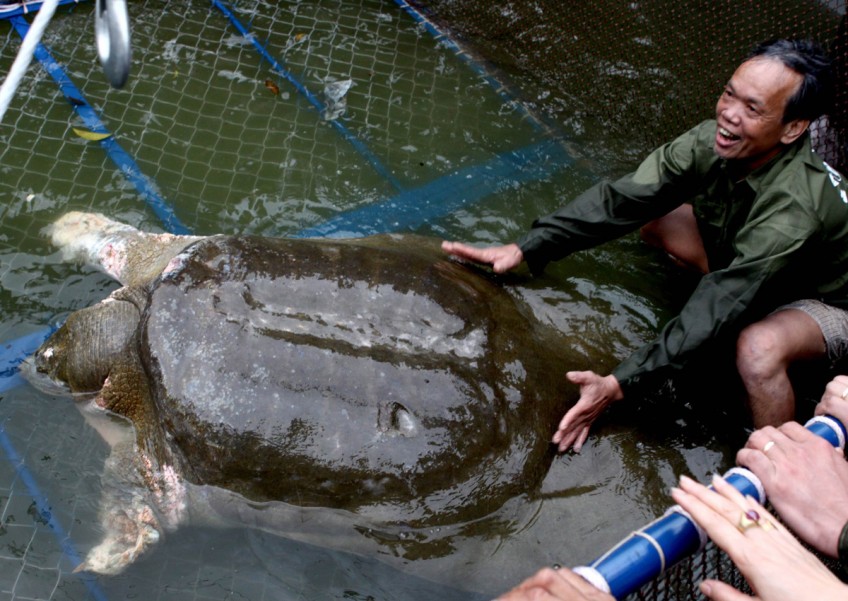 Vietnam mourns death of sacred giant turtle