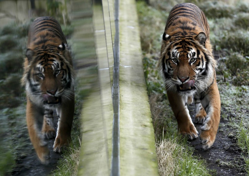 Sumatran tiger mauls Indonesian man to death