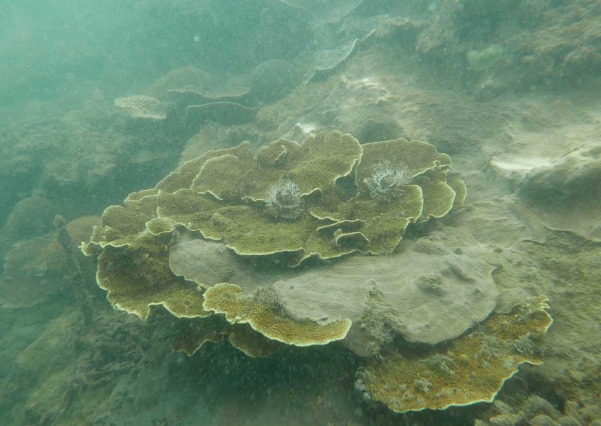 Murky waters help save corals in the short term