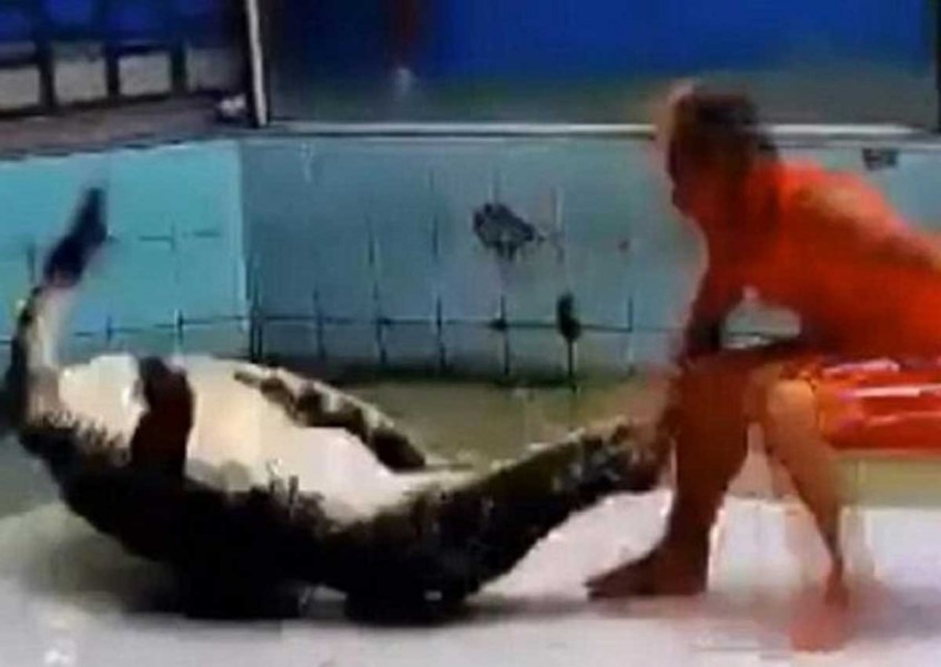 Shocking footage shows massive crocodile grabbing Thai trainer's arm as crowd looks on