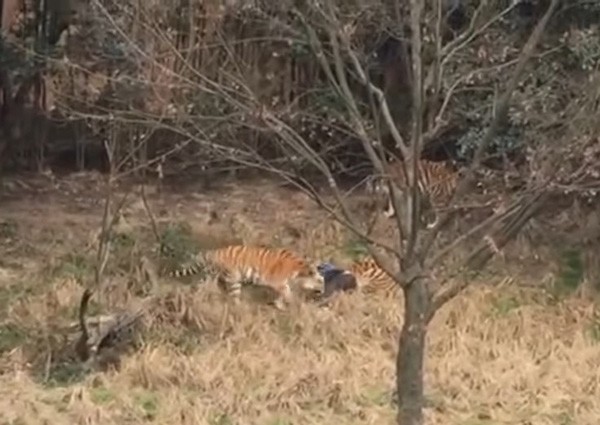 Tiger kills man at China zoo as horrified visitors watch