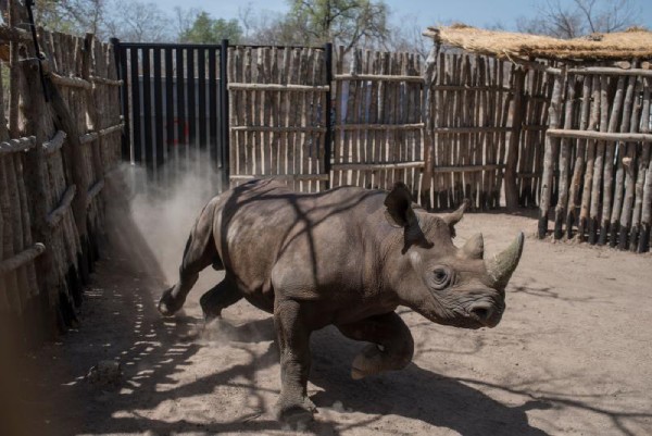 Child who entered US rhino enclosure treated in hospital