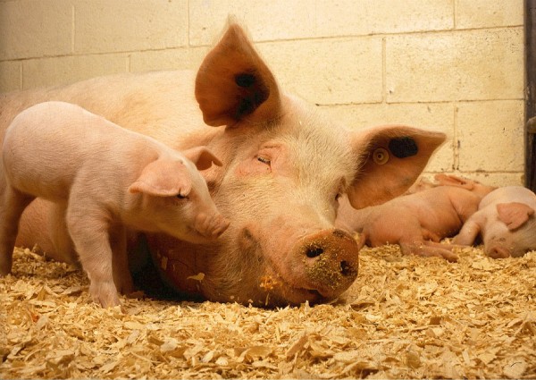 China reports African swine fever outbreak in Gansu province