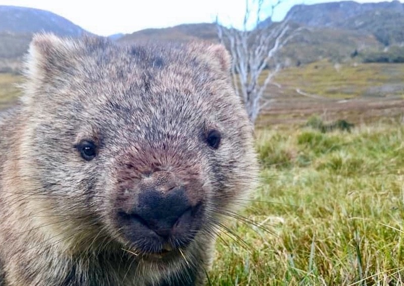 Dusver reactie tetraëder Tales of wombat 'heroes' have gone viral. Unfortunately, they're not true,  World News - AsiaOne