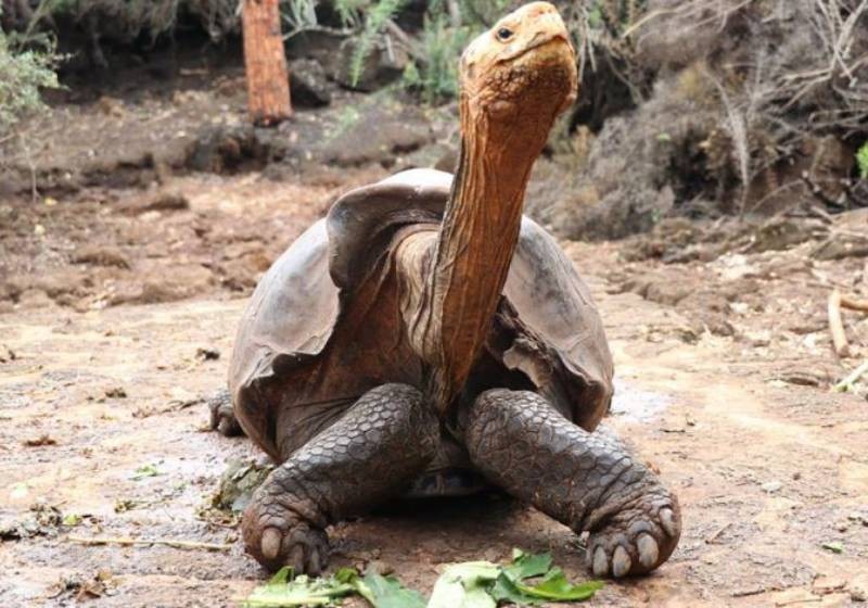 Diego, the giant tortoise with species-saving sex drive, returns to Galapagos