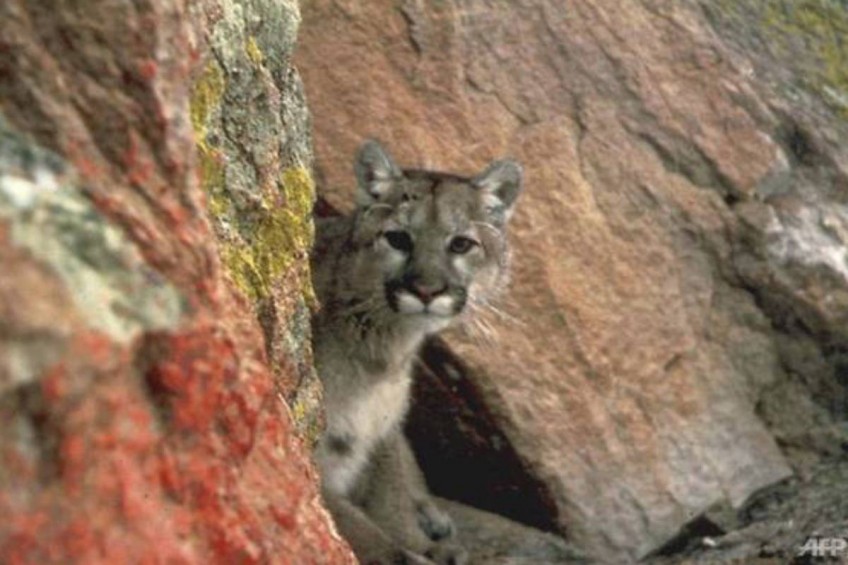Father fends off mountain lion that attacked his 3-year-old son in California