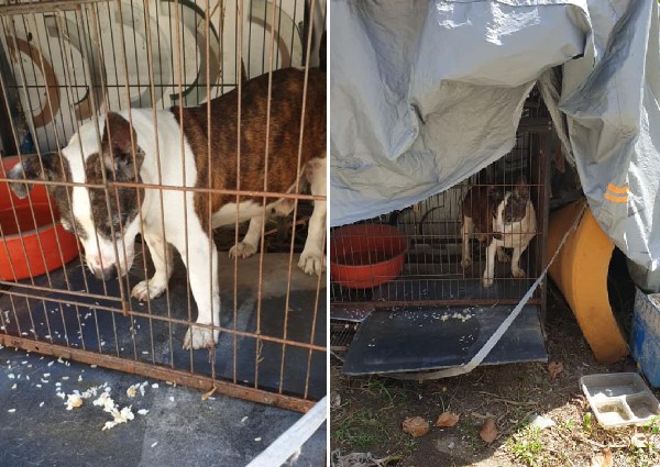 Dog caged under hot sun at Ang Mo Kio gets rescued, found with tumour and abrasions 
