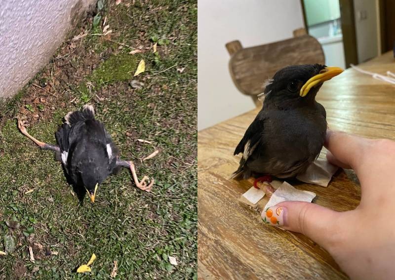 This made my day: Woman saves injured mynah, kind stranger foots vet bill