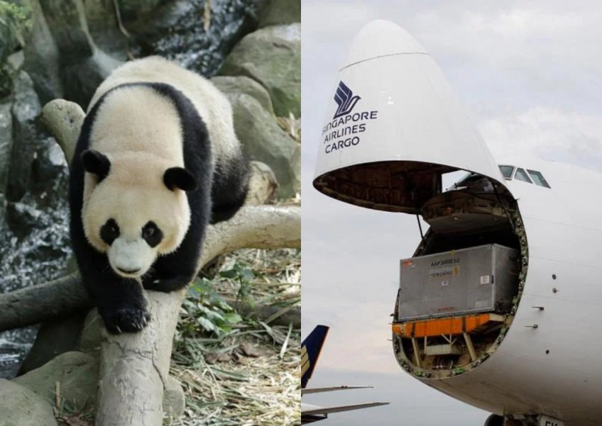 'Very Important Panda': This is how Le Le's first-class flight to Chengdu will be