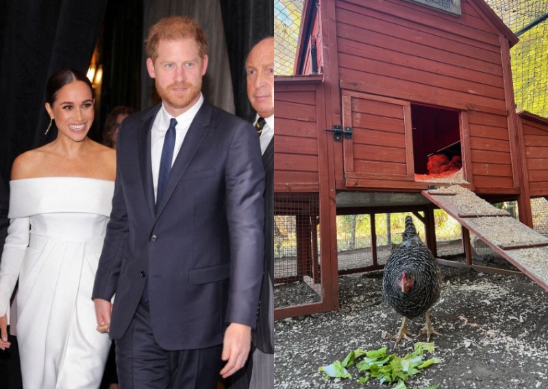 Prince Harry adopts 1 of Ellen DeGeneres' pet chickens