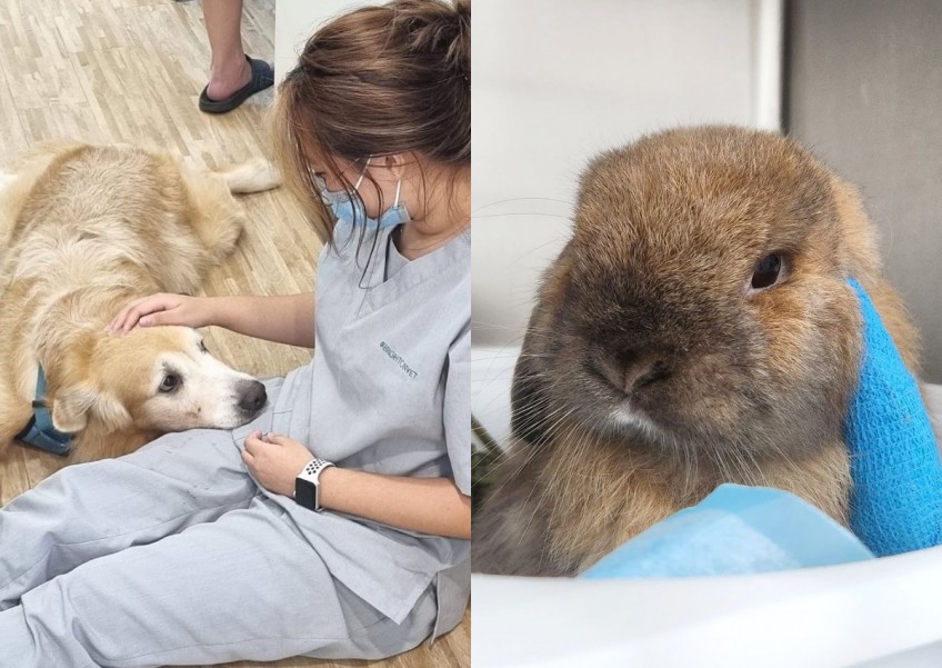 17 popular vet clinics in Singapore and their prices: Consultation, vaccinations and more (2024)