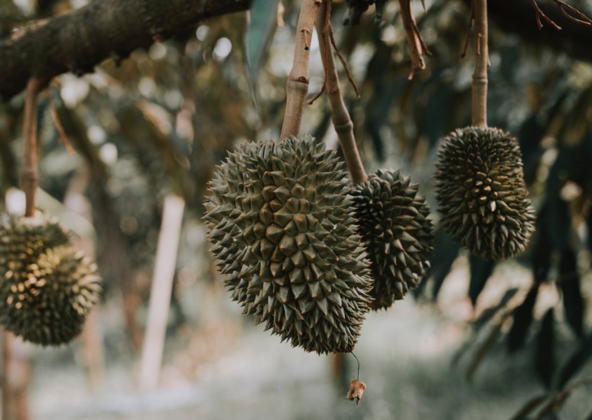 Huat ah: Durians likely to stay in season till Chinese New Year, here's why