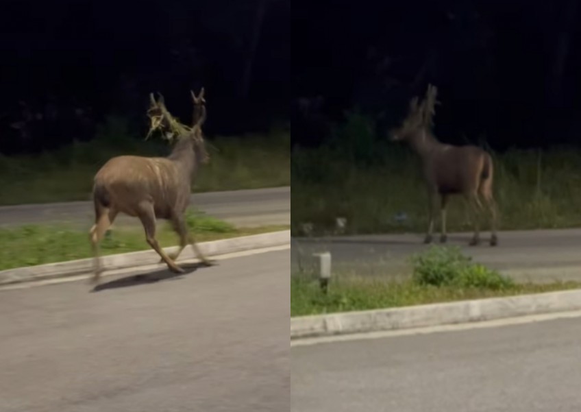 'Poor deer was so freaked out': Woman claims workers were chasing animal, warns people to stay away