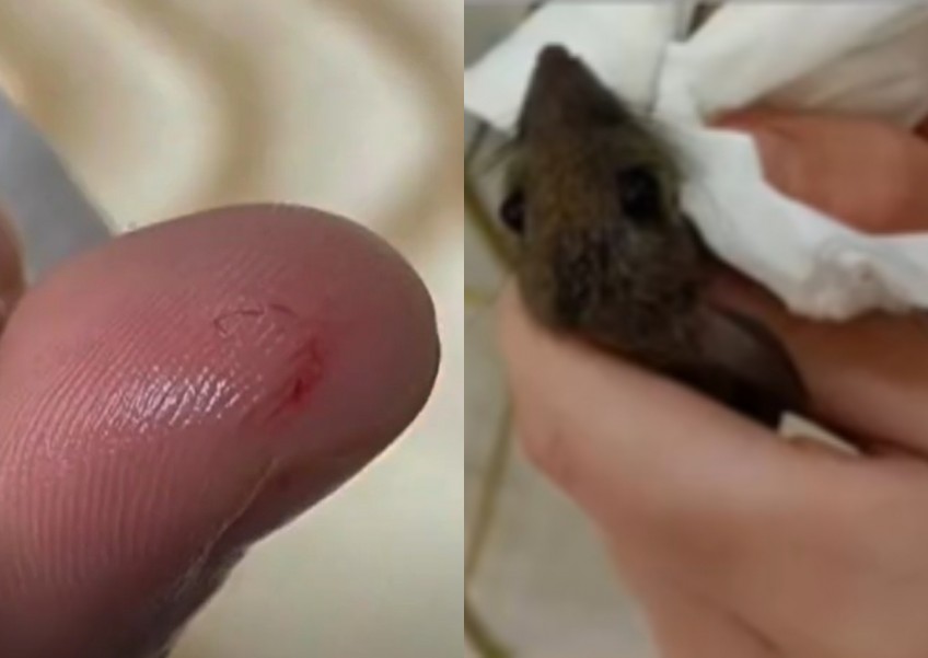 Student in China bites and accidentally strangles mouse to death after getting attacked