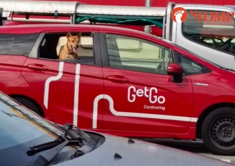 Insensitive? Dog spotted in GetGo car