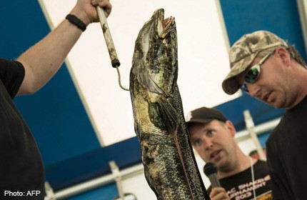 In US, struggle against snakehead ends on plates