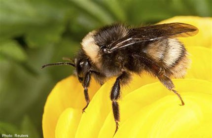 Return of long-absent bumblebee near Seattle stirs scientific buzz