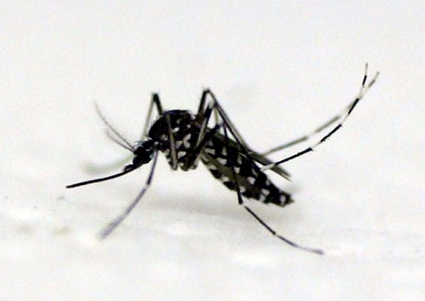 Dengue warning as cases increase