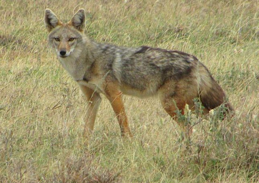 When a jackal is actually a 'golden wolf'