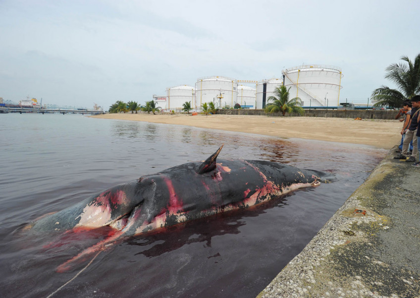 Dead sperm whale found off Jurong Island